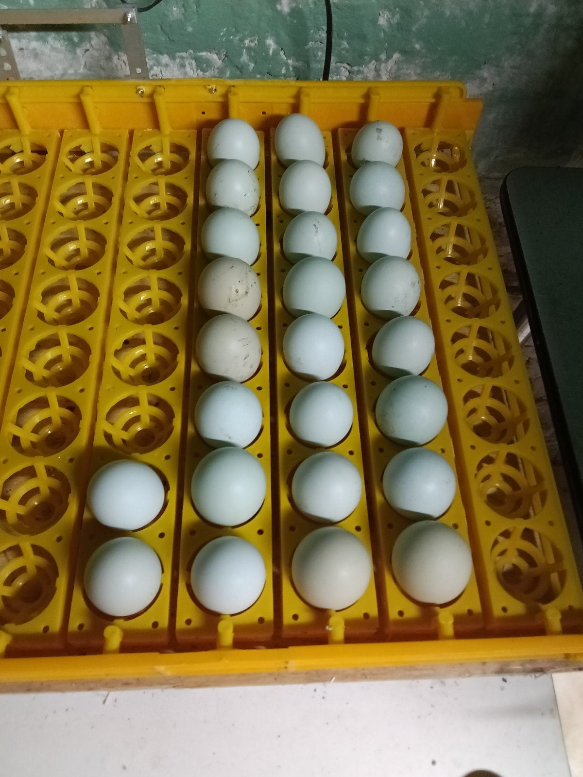 broedeieren cream legbar, Dieren en Toebehoren, Ophalen of Verzenden