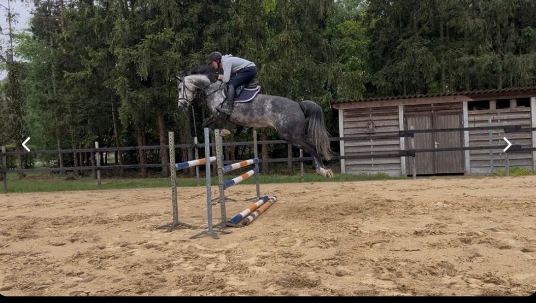 6 jarige springmerrie, Merrie, Springpaard, L, 170 tot 175 cm