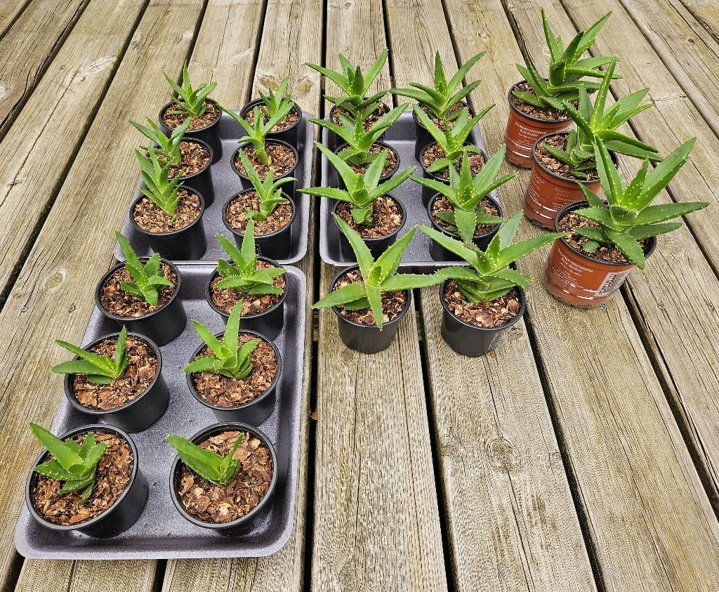 Plante succulente - Aloe, Huis en Inrichting, Kamerplanten, Ophalen, Vetplant, In pot, Minder dan 100 cm