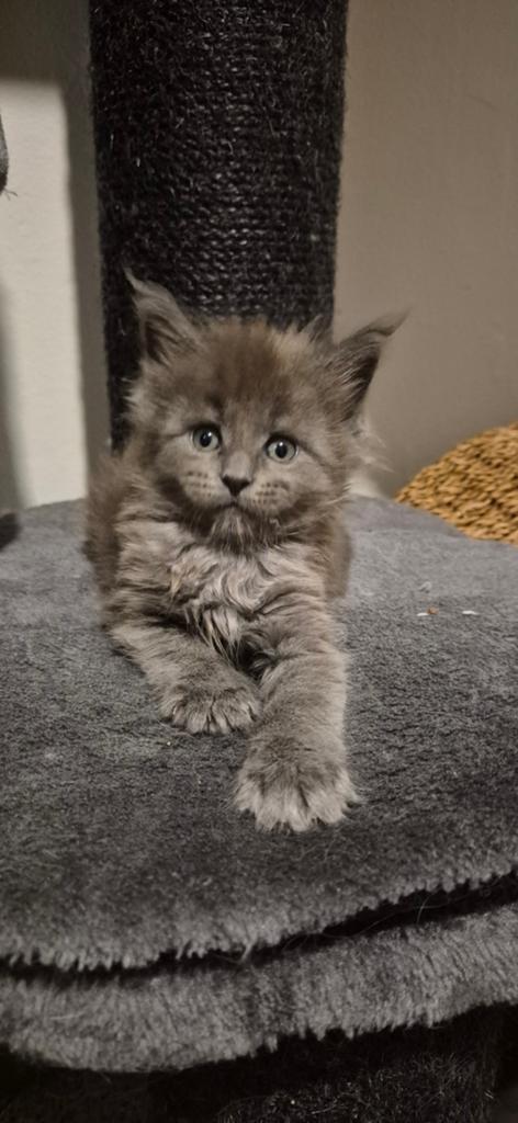 Maine coon kittens (met stamboom), Plusieurs animaux, Avec pedigree, 0 à 2 ans