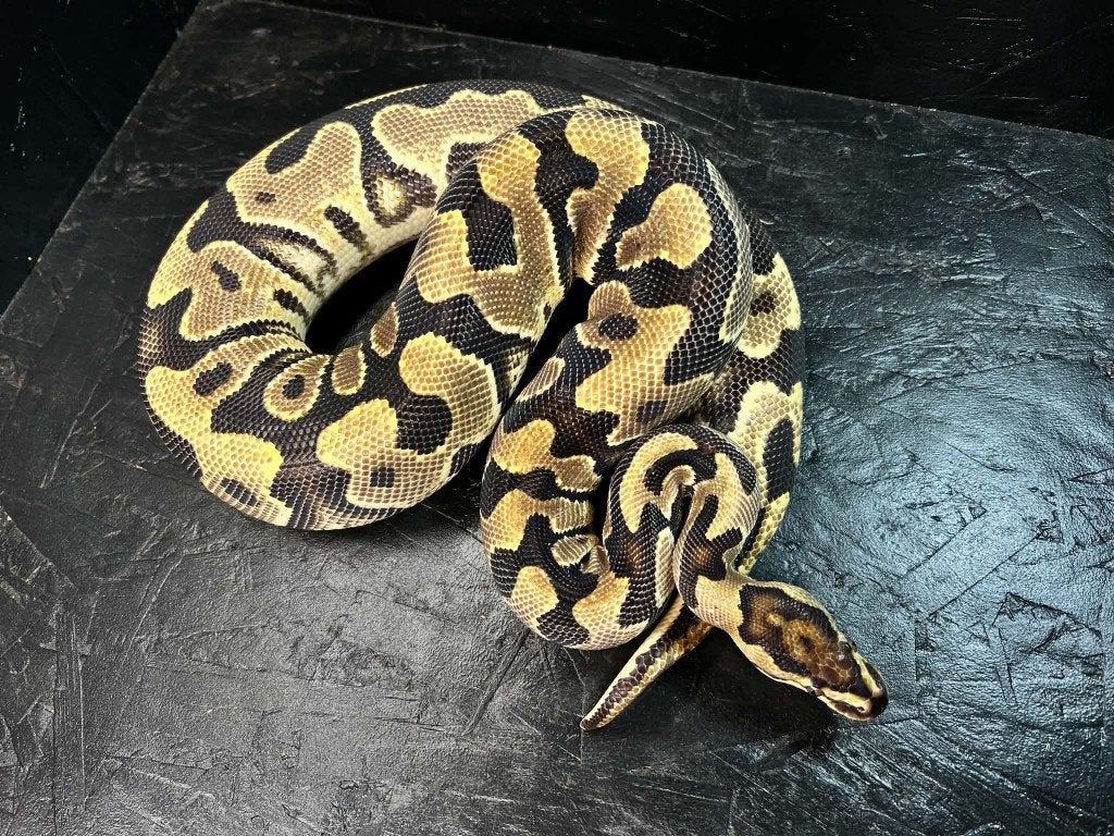 Ball python 0.1 Yb fire het cryptic ( Beurs Houten) Ball Python - female for sale from shirley