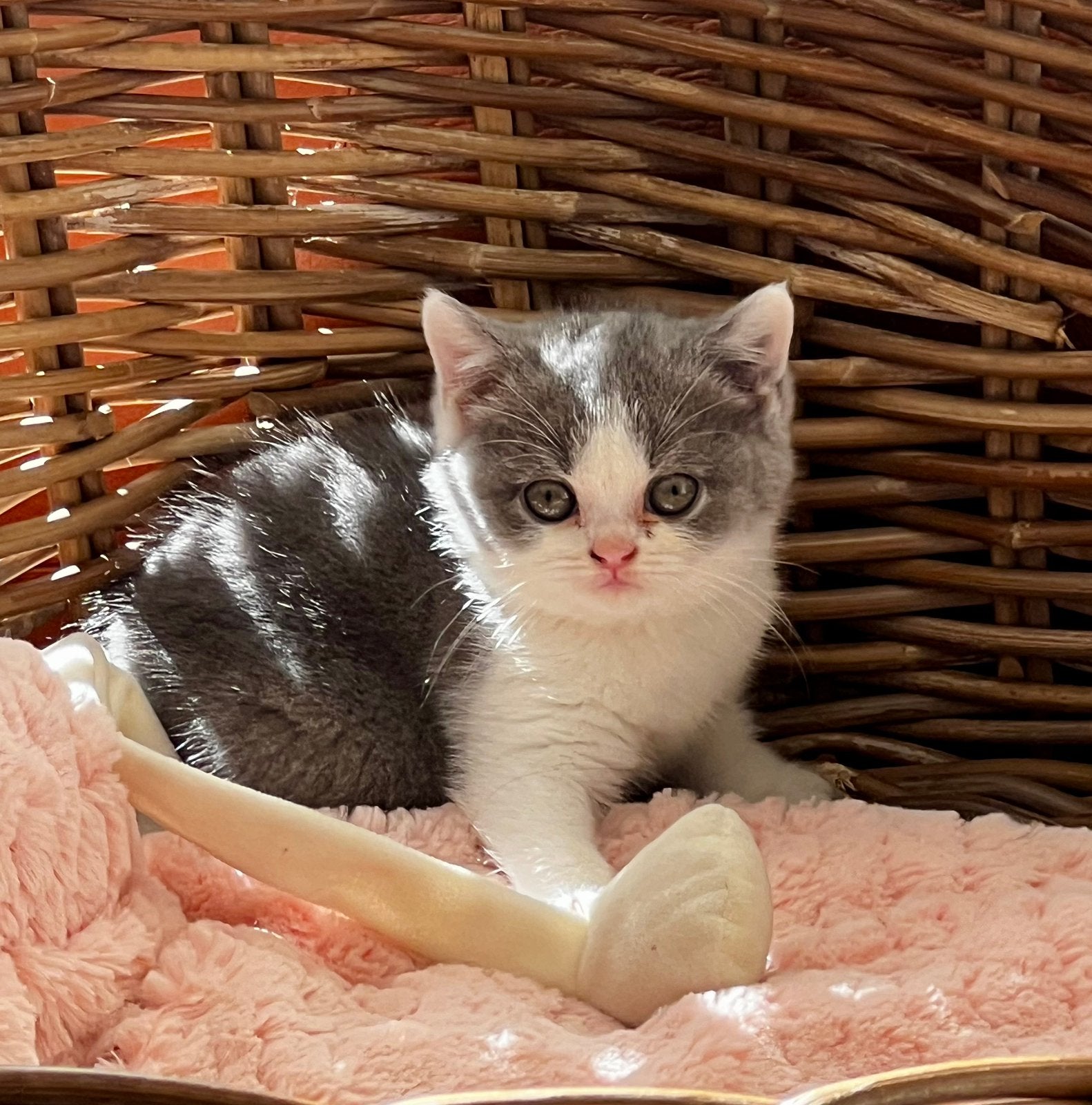 Brits Korthaar kitten met stamboom, Meerdere dieren, Met stamboom, 0 tot 2 jaar