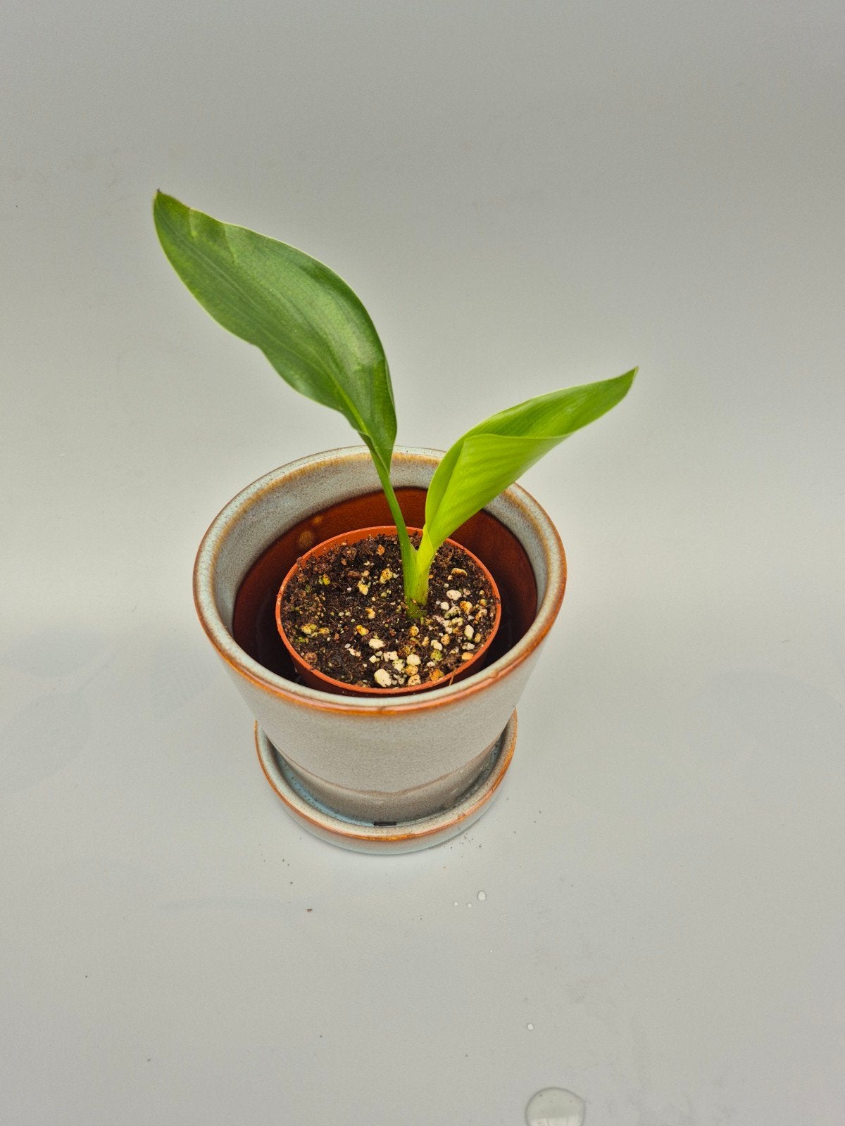 Strelitzia regina paradijvogelplant, Enlèvement ou Envoi
