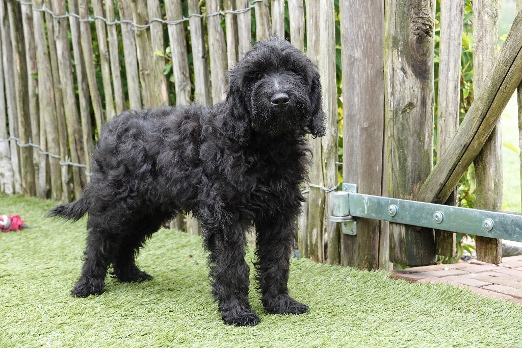 Chiots Mini Labradoodle noirs et chocolat avec pedigree, Maladie de Carré (chiens), Autres races, Plusieurs, Belgique