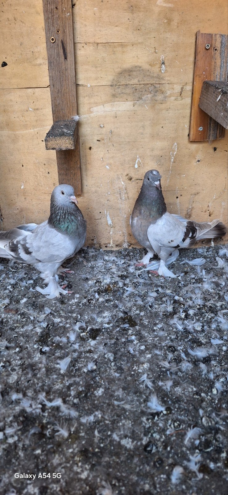 takla, Plusieurs animaux