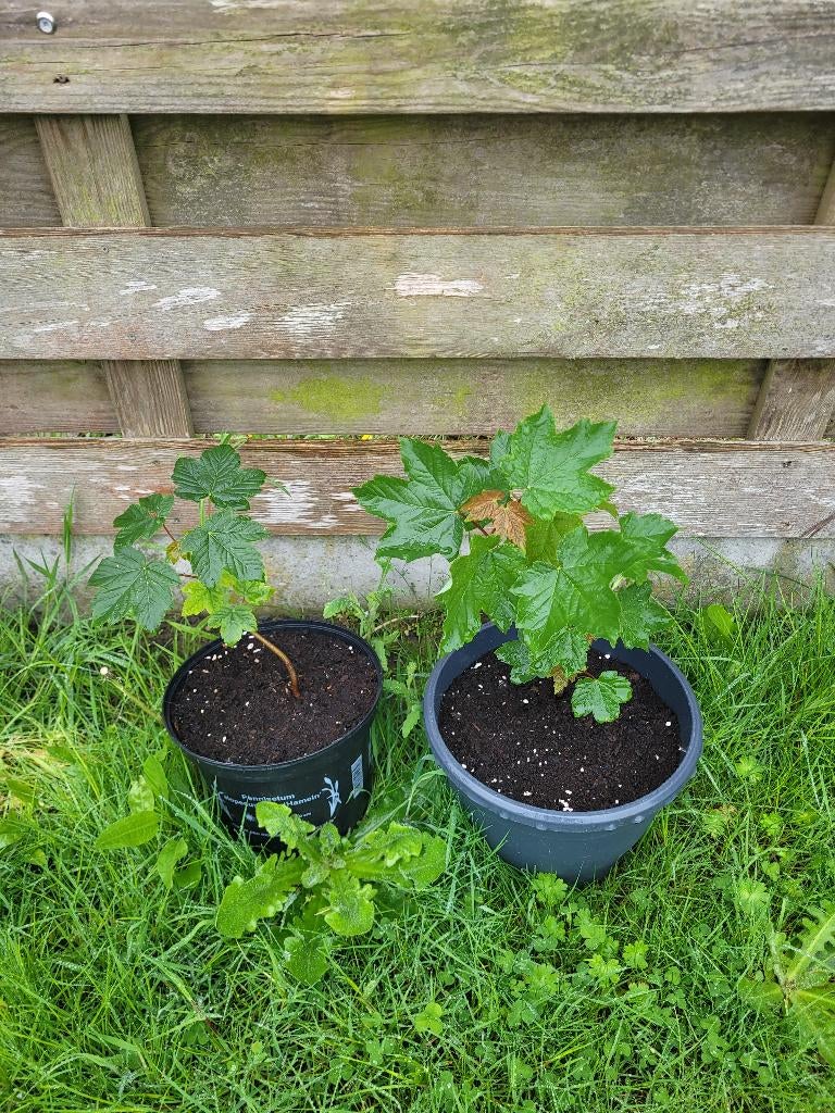 Planten, Jardin & Terrasse, Plantes | Jardin, Plante fixe, Plantes potagères, Plein soleil, Été, Enlèvement
