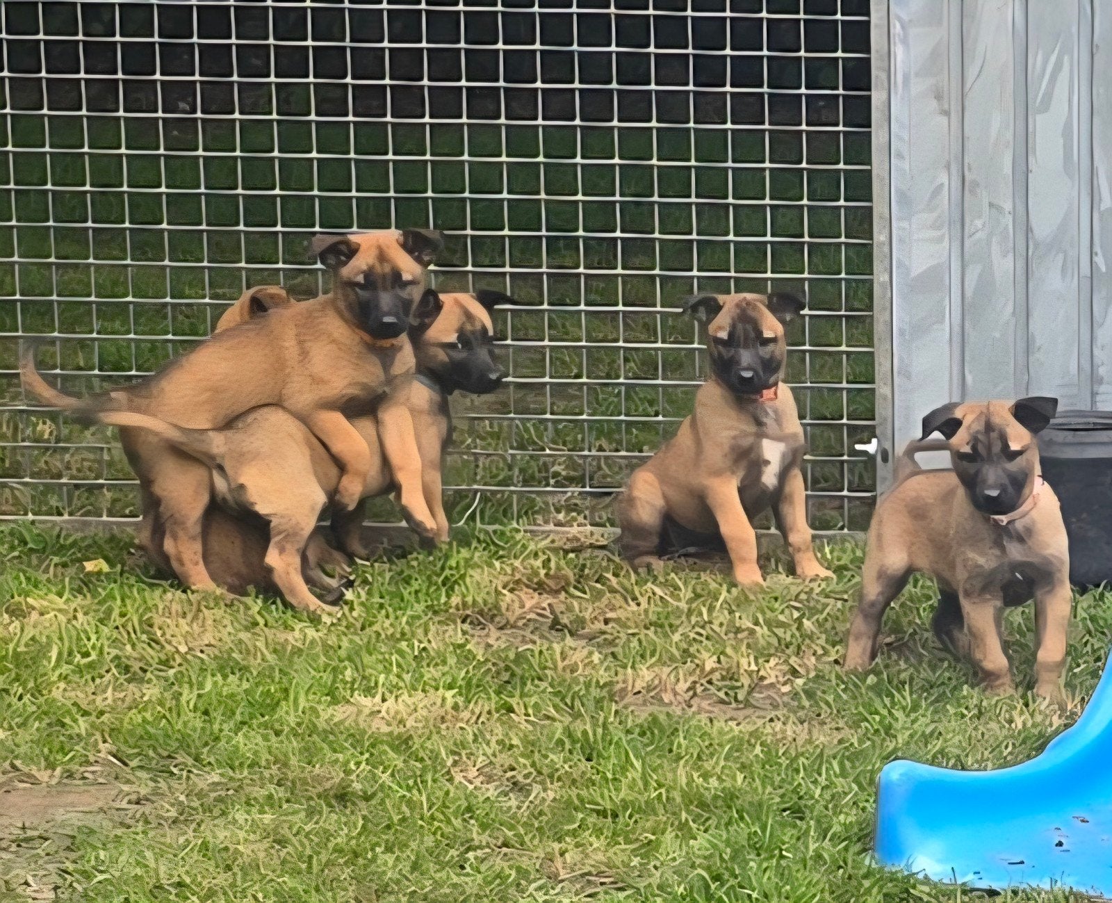 Chiots FCI de la gamme Malines, Animaux & Accessoires, 8 à 15 semaines, Plusieurs, Éleveur | Loisir, Hépatite contagieuse (maladie de Rubarth)