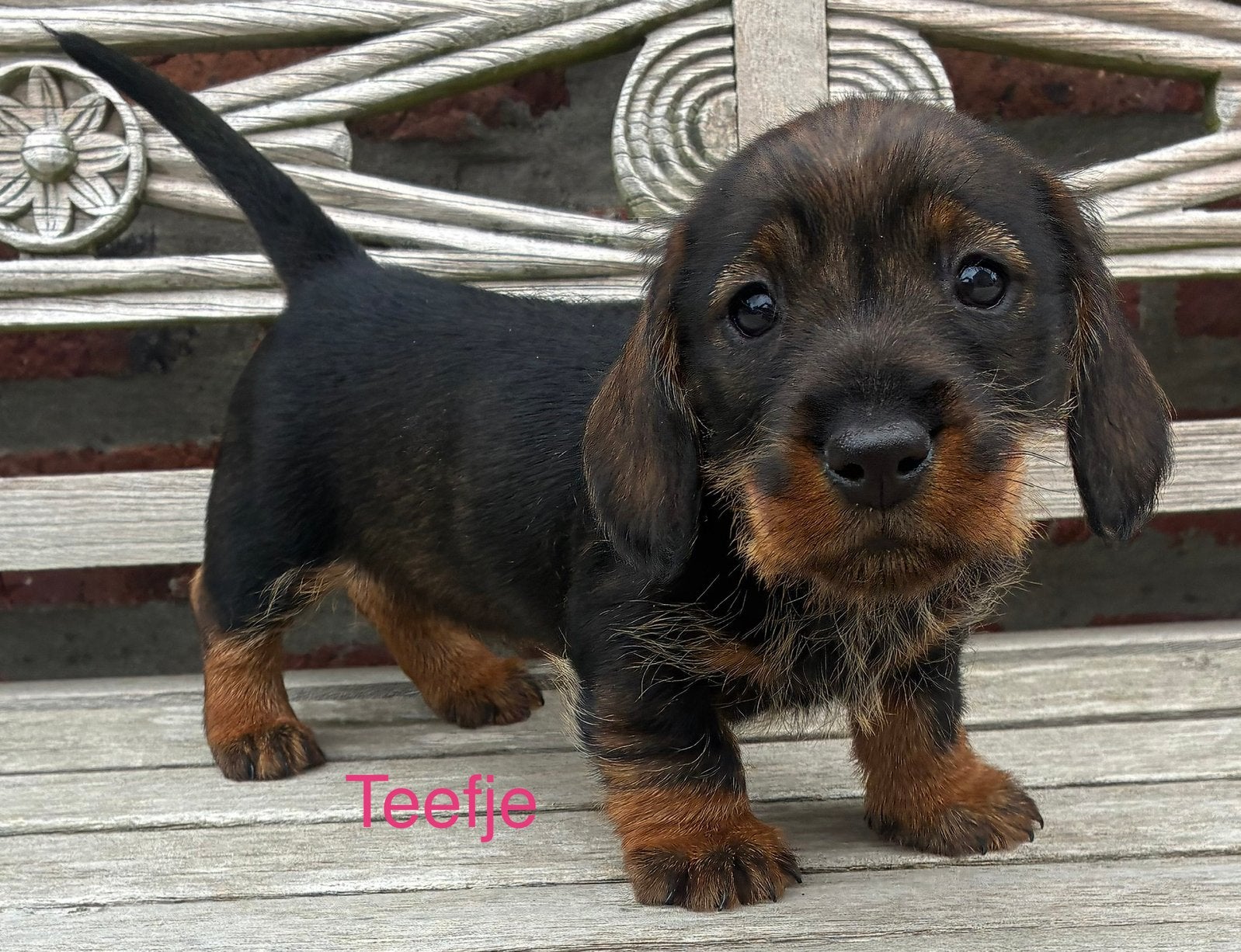 Teckel ruwharig, België, 8 tot 15 weken, Meerdere, Meerdere dieren