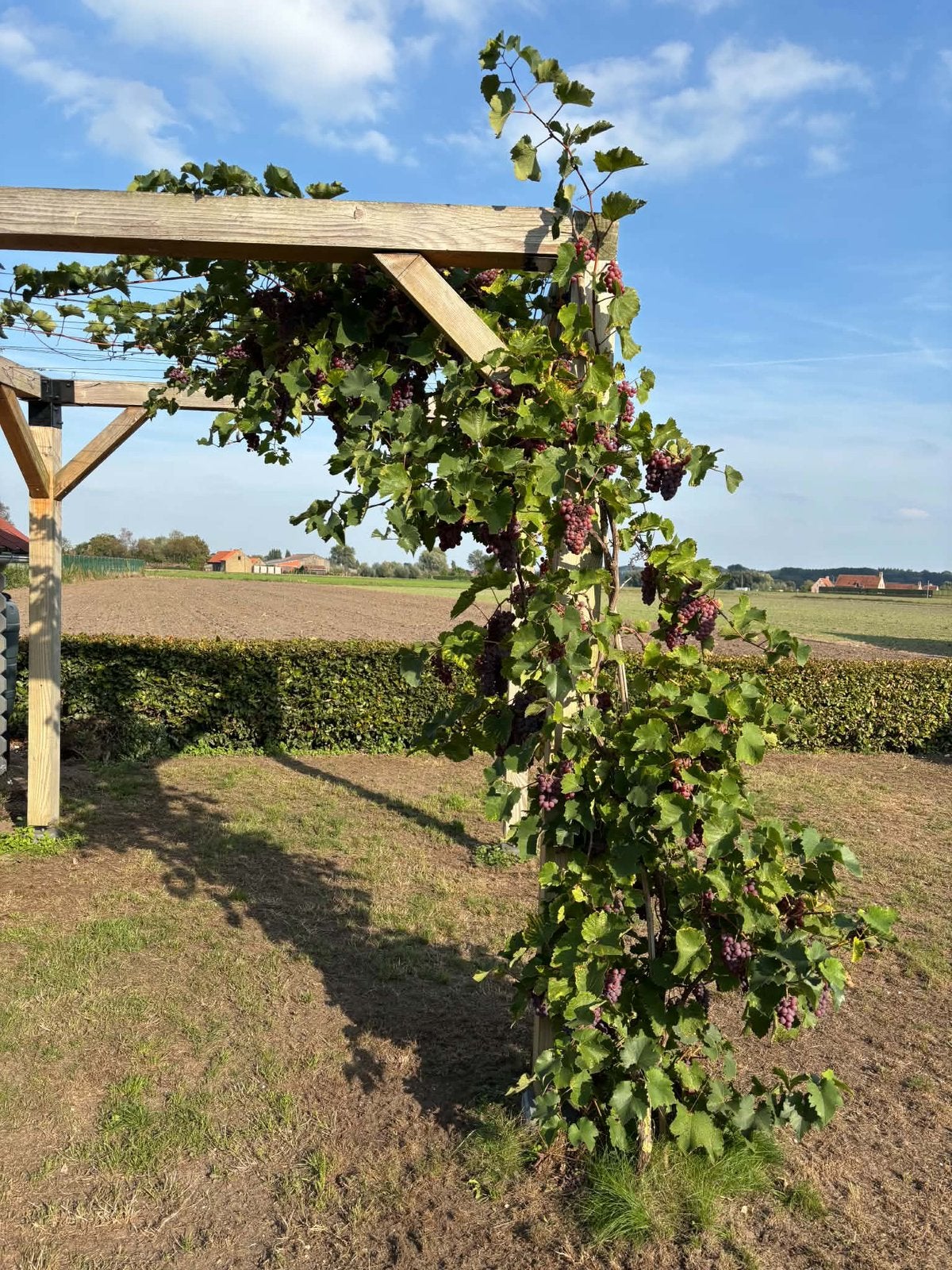 Druivenboom, Ophalen, Overige soorten