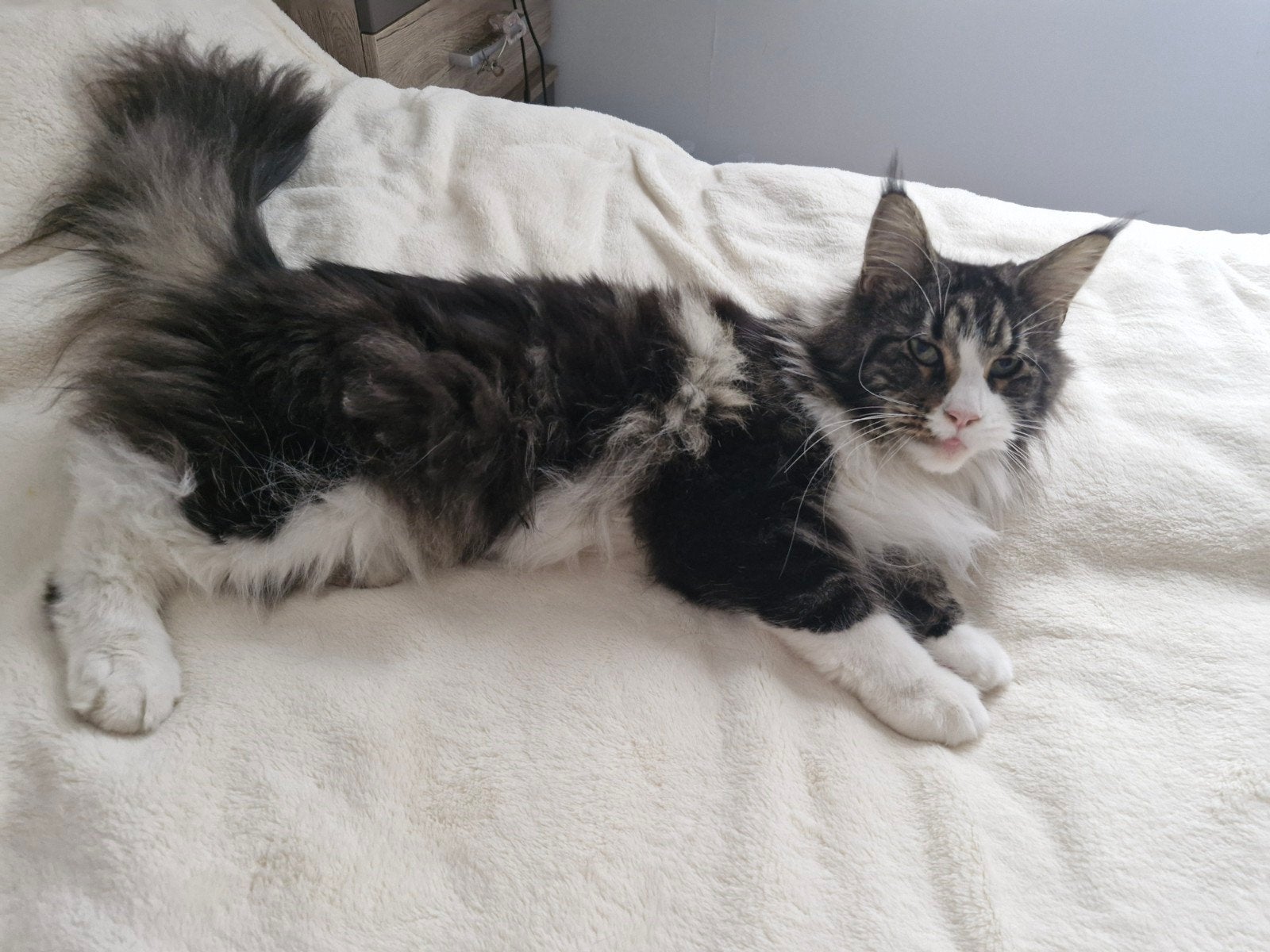 Maine Coon, Dieren en Toebehoren, Katten en Kittens | Raskatten | Langhaar