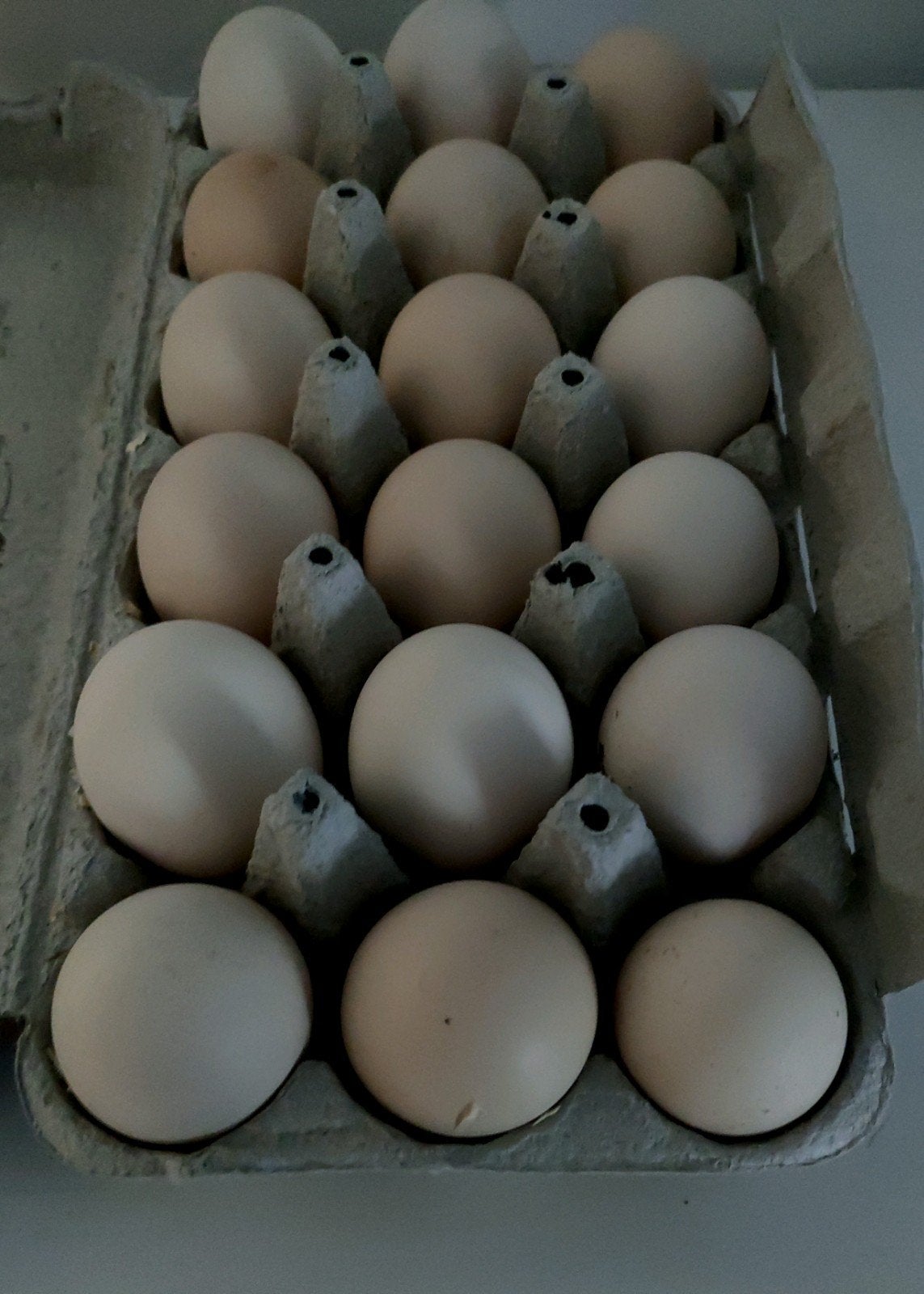 Poule de bresse broedeieren(Momenteel niet beschikbaar), Dieren en Toebehoren, Geslacht onbekend, Kip
