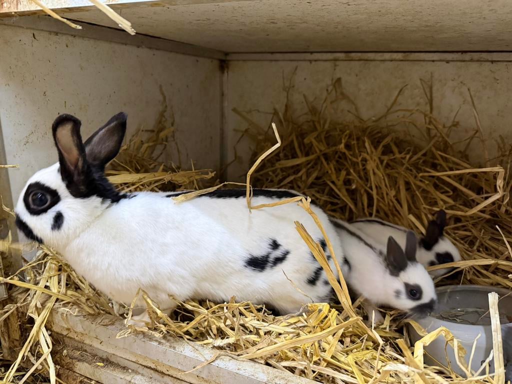 Dwergvlinder voedster met jongen, Dieren en Toebehoren, Konijnen
