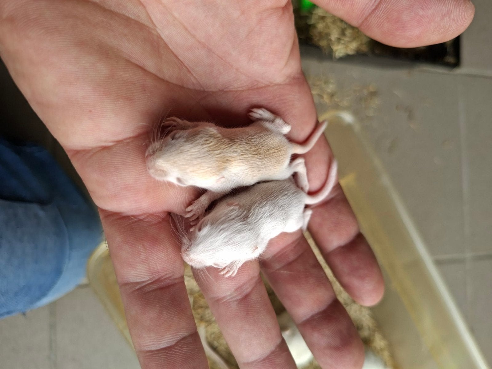 gerbils (mongoolse), Dieren en Toebehoren, Knaagdieren, Augustus, Meerdere dieren, Overige typen, Tam