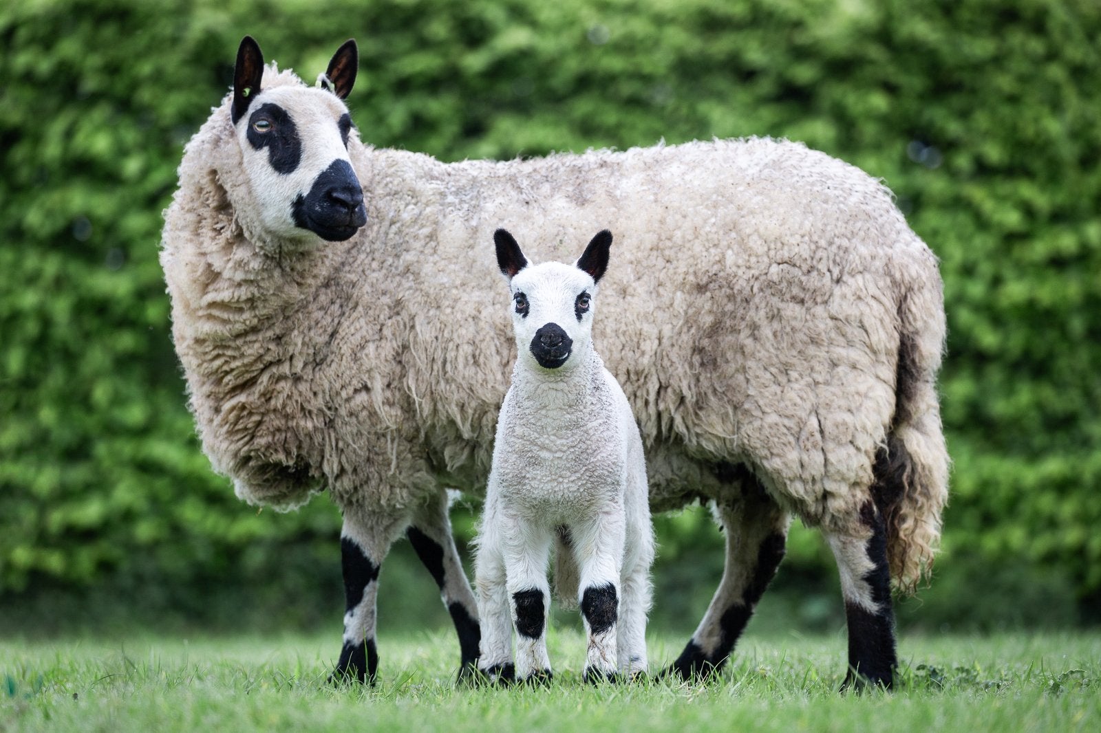 Kerry Hill lammeren, Dieren en Toebehoren