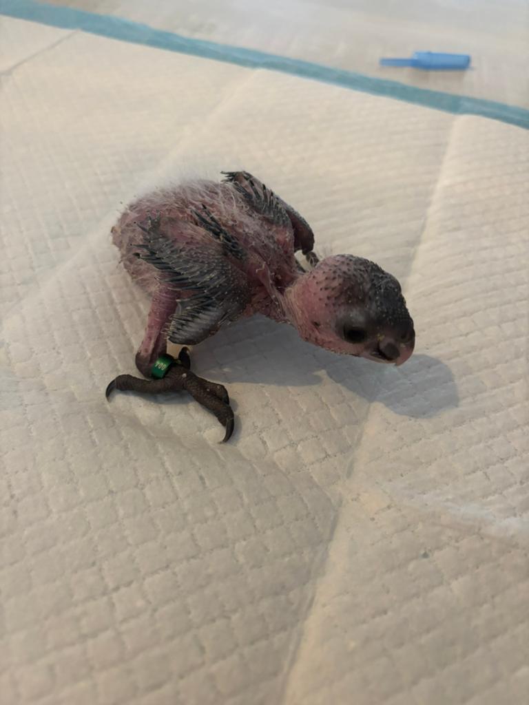 Handtamme zwartkop caique., Dieren en Toebehoren