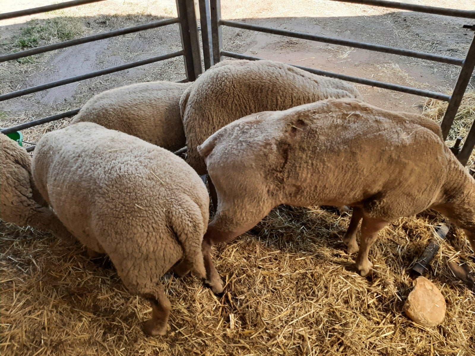 ooi voor de slacht VERKOCHT, Dieren en Toebehoren