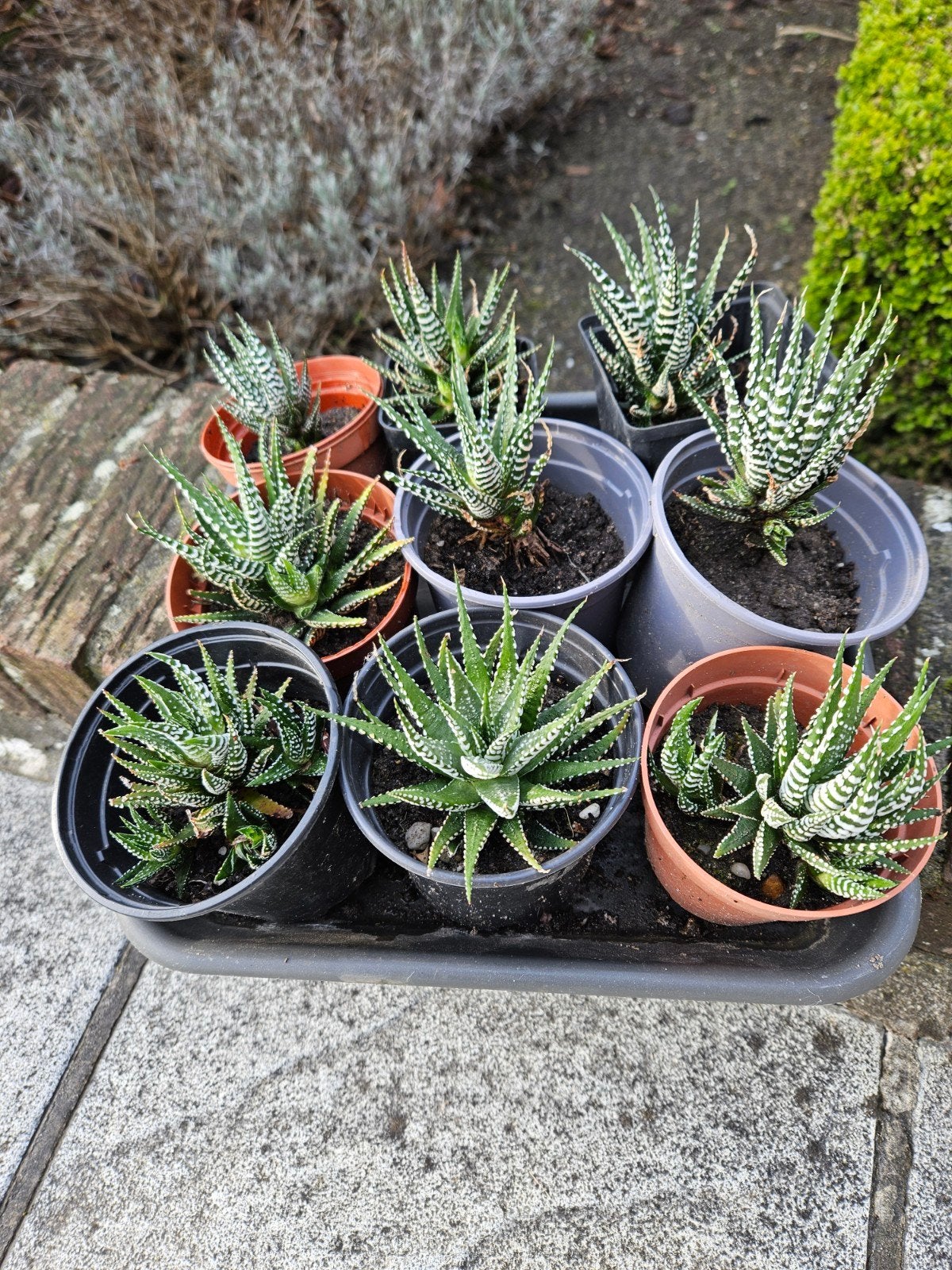 Zebra cactussen (ook leuk als geschenkje), Tuin en Terras, Ophalen