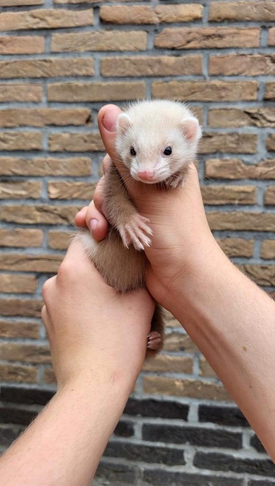 2 fret rammetjes van 2025, Dieren en Toebehoren, Mei