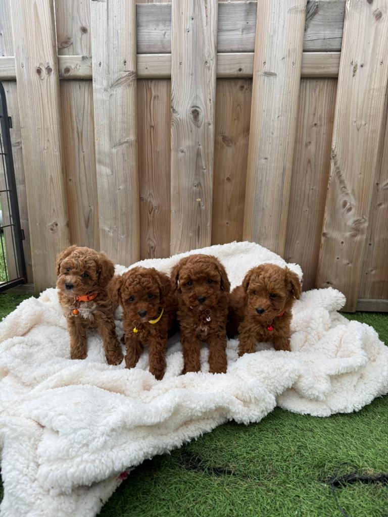 Prachtige toy/dwergpoedel pups, Dieren en Toebehoren, Poedel, Parvo, België, 8 tot 15 weken