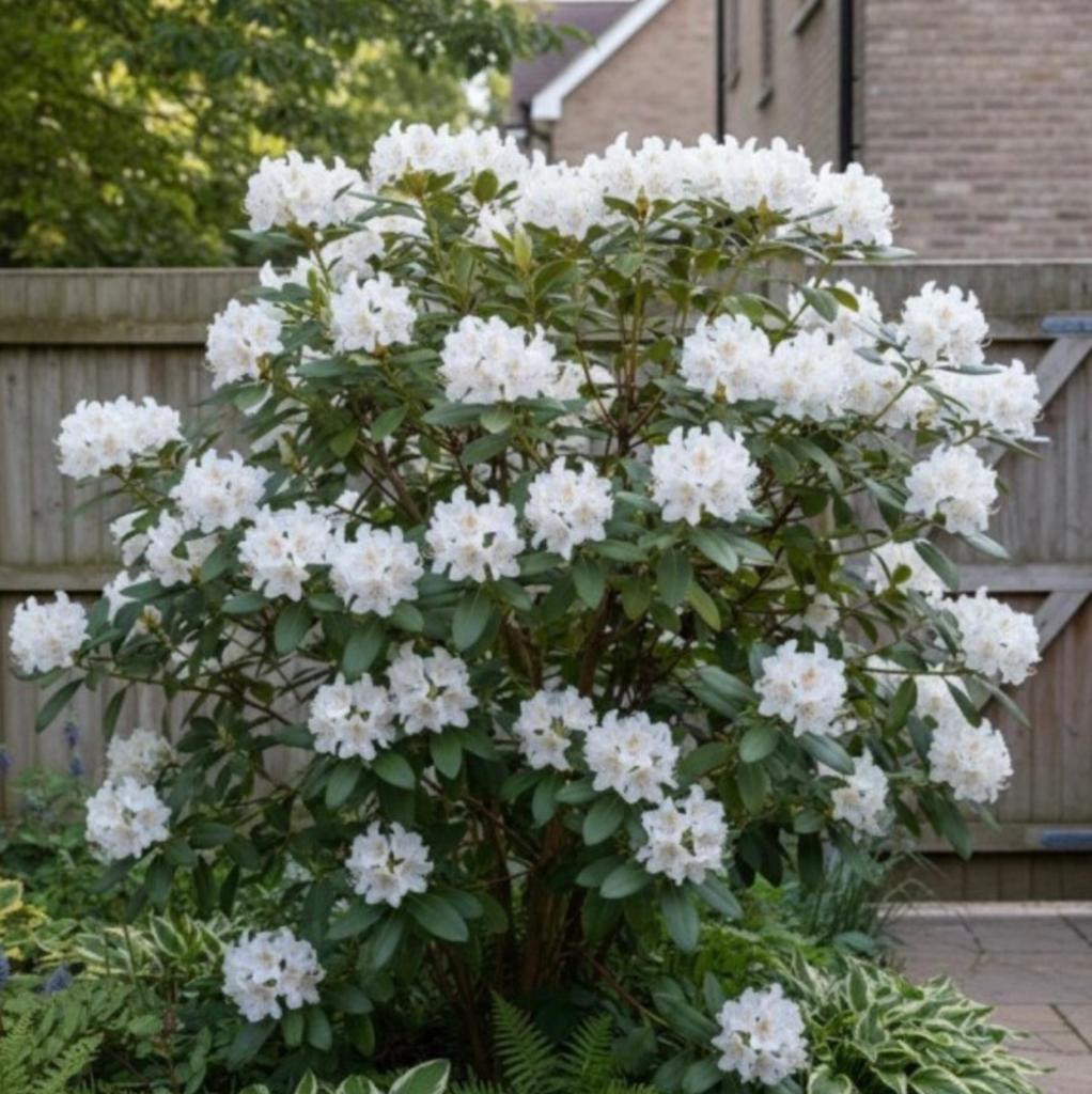 Rhododendrons gezocht, Ophalen