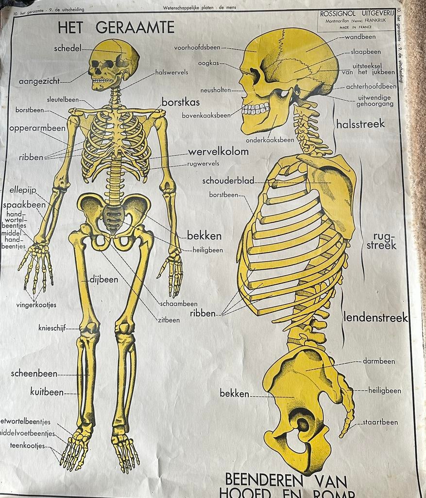originele vintage schoolplaten, Ophalen, Natuur en Biologie