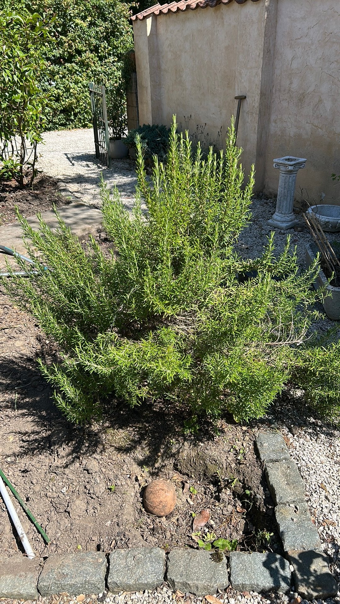 Arbustes de romarin, Printemps, Enlèvement, Plante fixe, Herbes