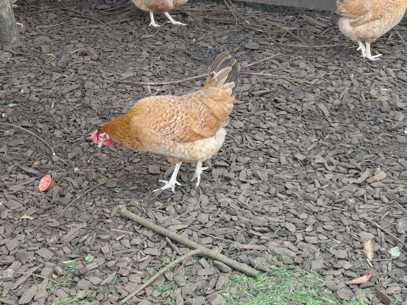 olijfleggers creamlegbar, Dieren en Toebehoren
