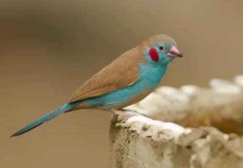 Gezocht pop roodwang Blauwfazantje, Dieren en Toebehoren