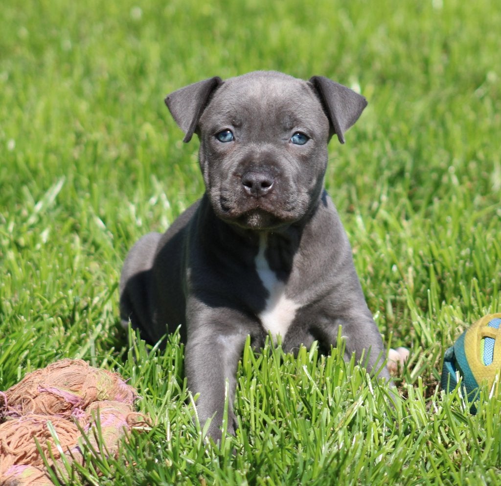 Chiots Stafford américains, American Staffordshire Terrier, Chienne, Belgique, Plusieurs