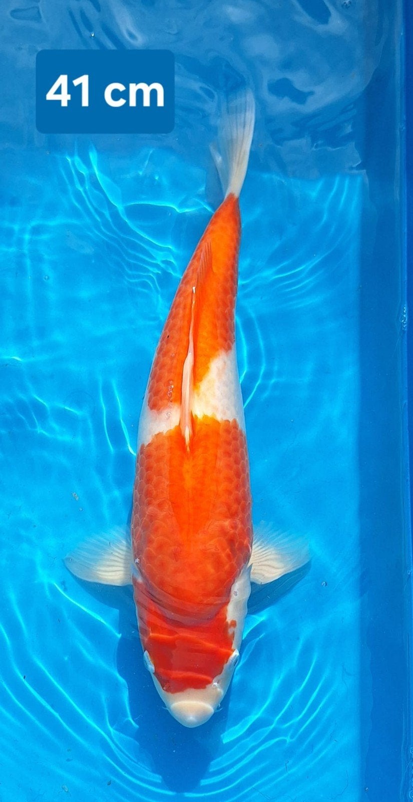 Twee twee staps Kohaku Ogata, Dieren en Toebehoren