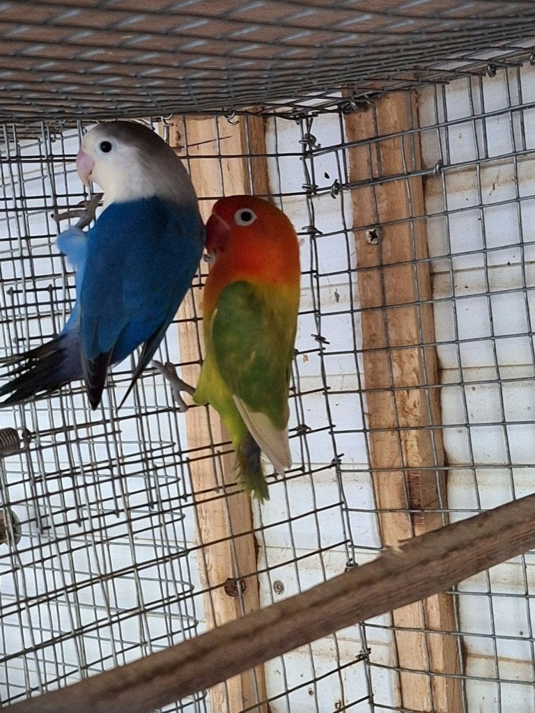 koppel fischerie's, Dieren en Toebehoren, Dwergpapegaai of Agapornis, Geringd