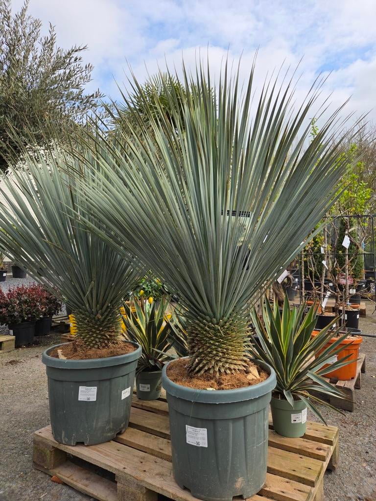Yucca Rostrata - palmlelie, Tuin en Terras, Ophalen