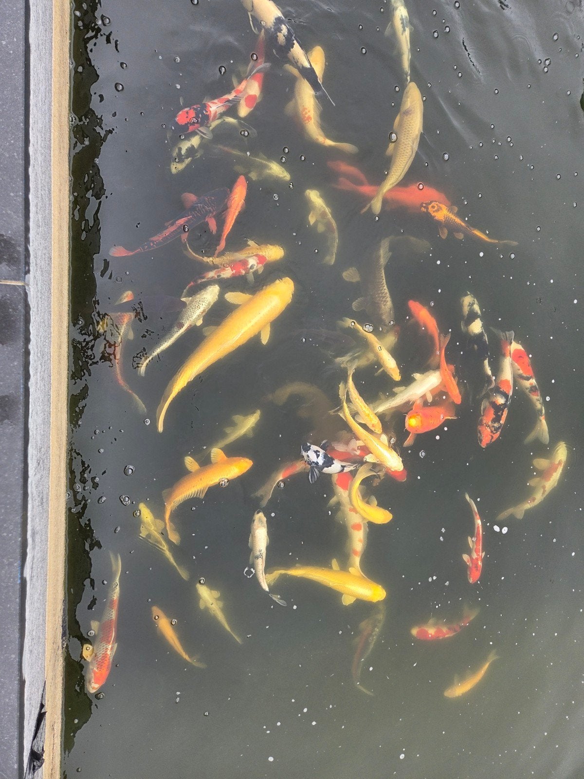 Japanse koi,s