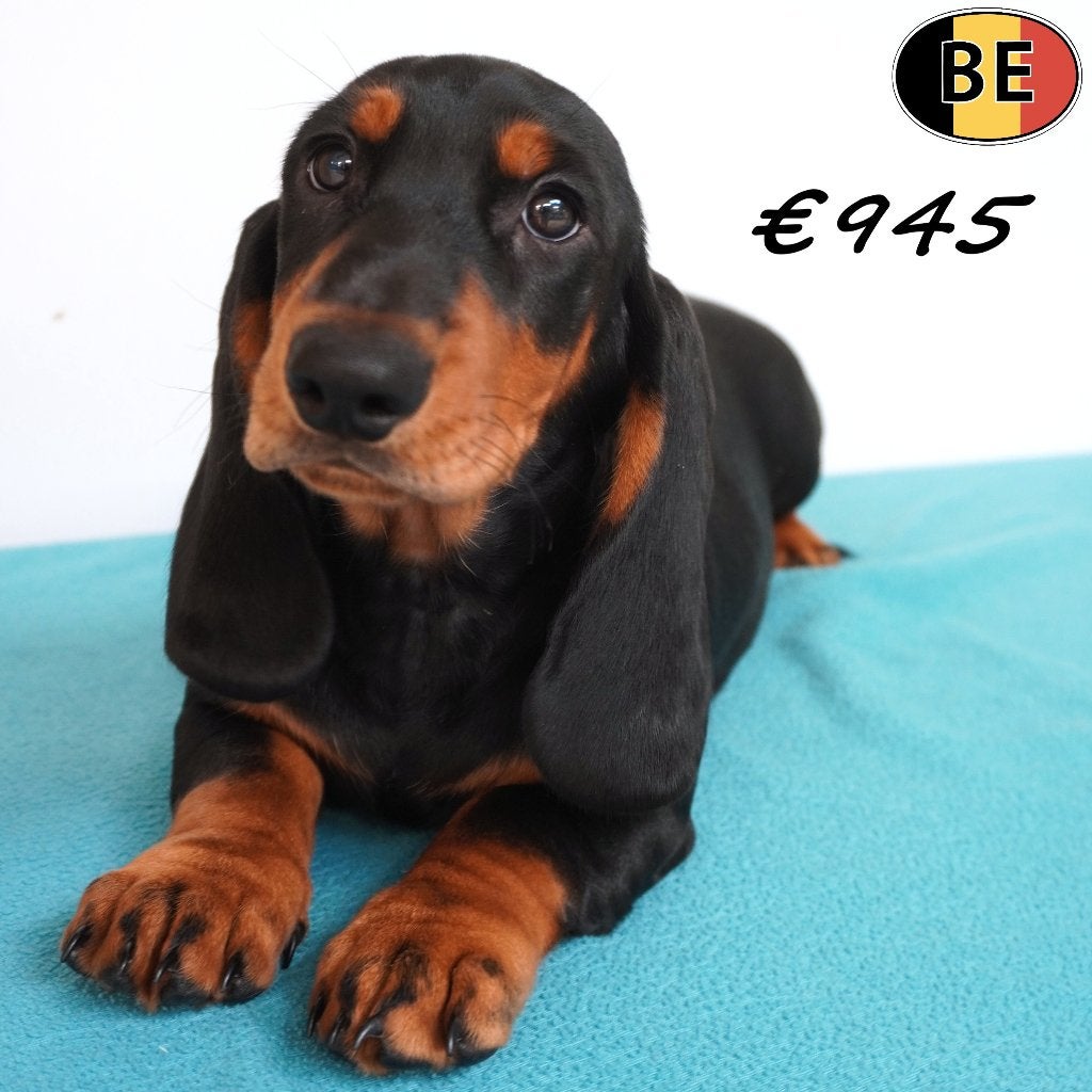 Teckel Korthaar (standaard) Black and Tan pup te koop, Dieren en Toebehoren, Honden | Teckels en Dashonden, België, Standaard