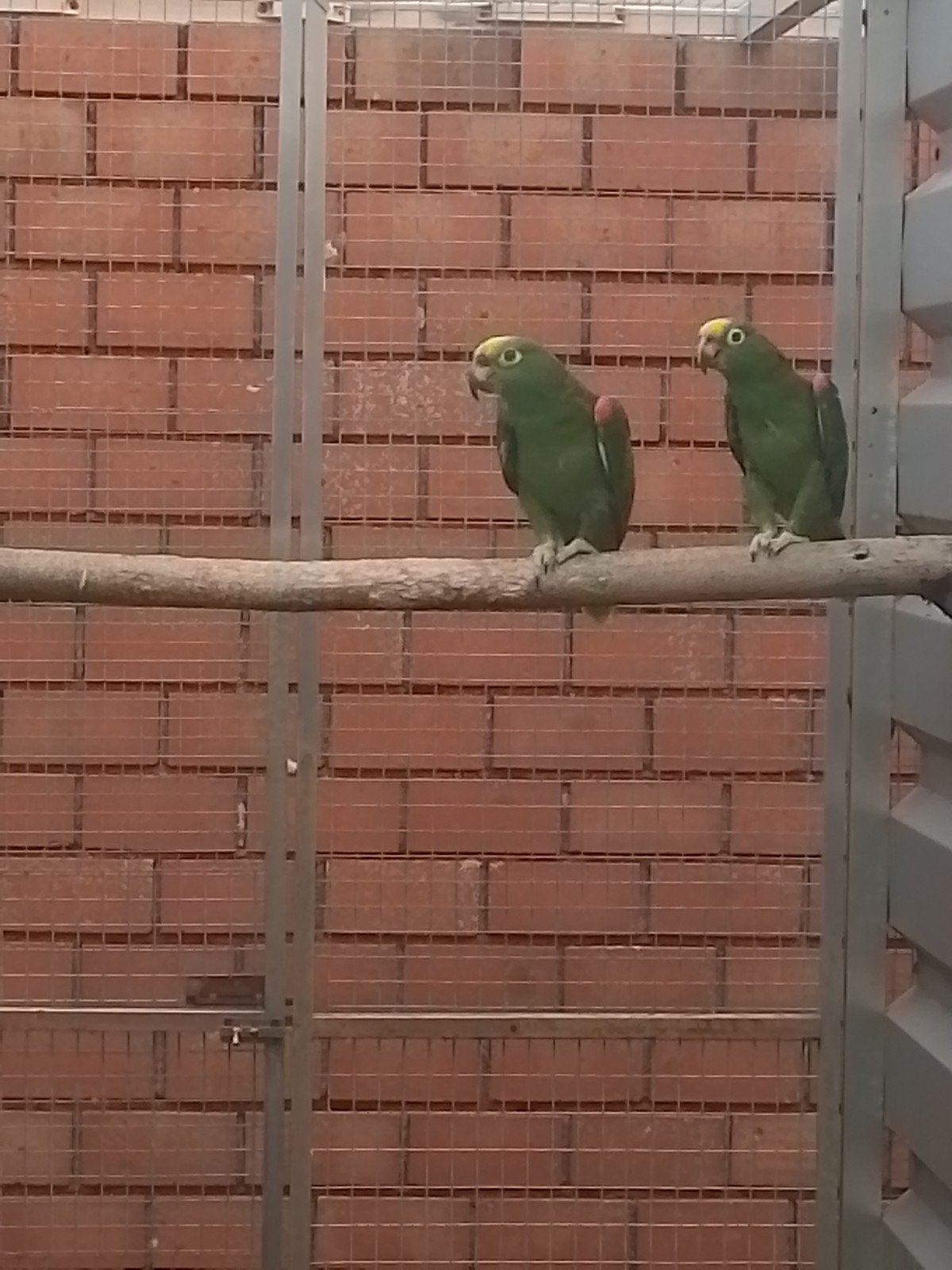 2-2 Geelvoorhoofd amazone. brr., Dieren en Toebehoren, Meerdere dieren, Papegaai, Geringd