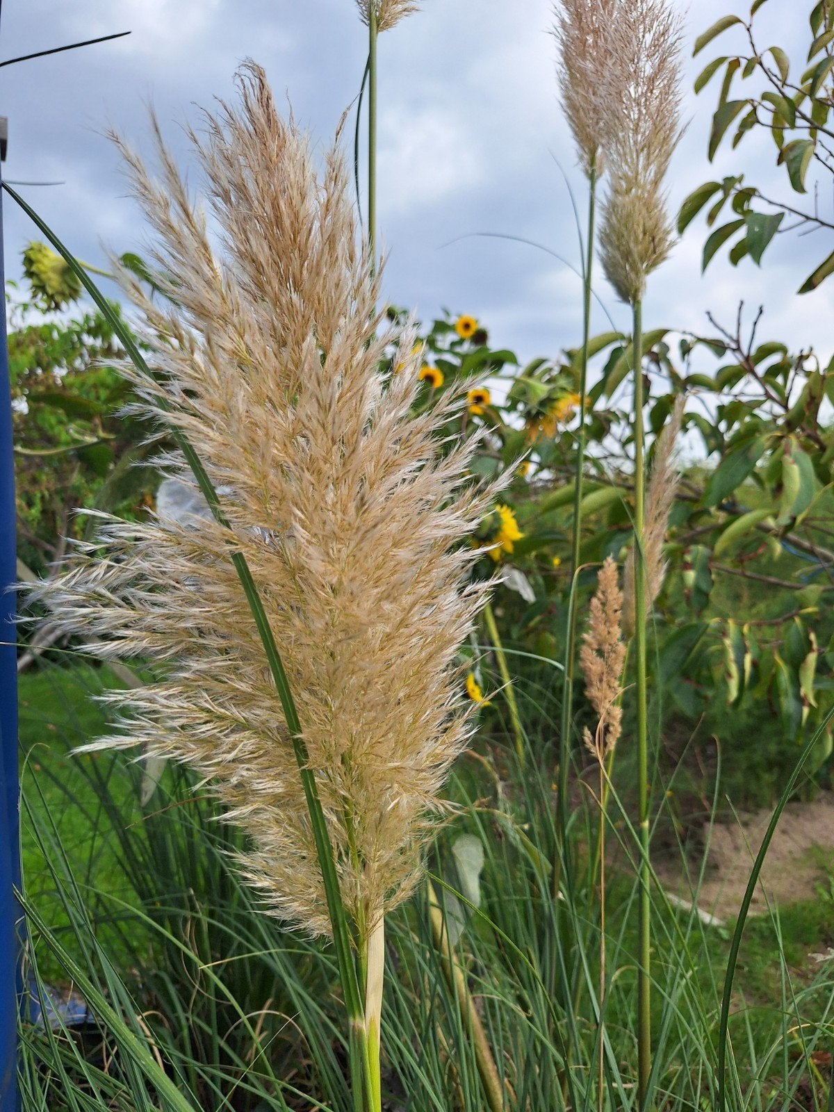 pampas gras, Tuin en Terras, Ophalen, Gehele jaar