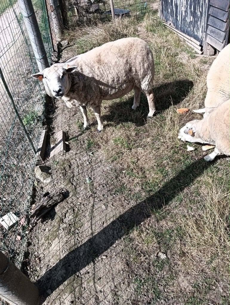 Ooien te koop, Vrouwelijk, Schaap, 3 tot 5 jaar