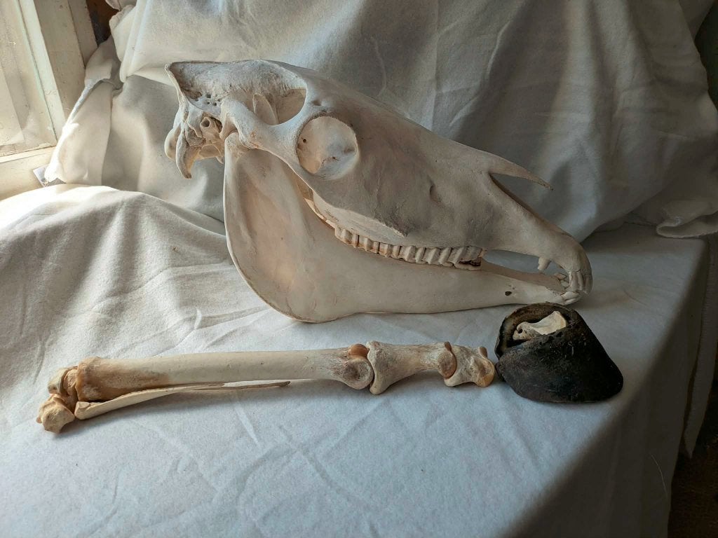 Paardenschedel schedel paardenbeen been paard poot anatomie, Collections, Collections Animaux, Utilisé, Crâne, Cheval, Envoi