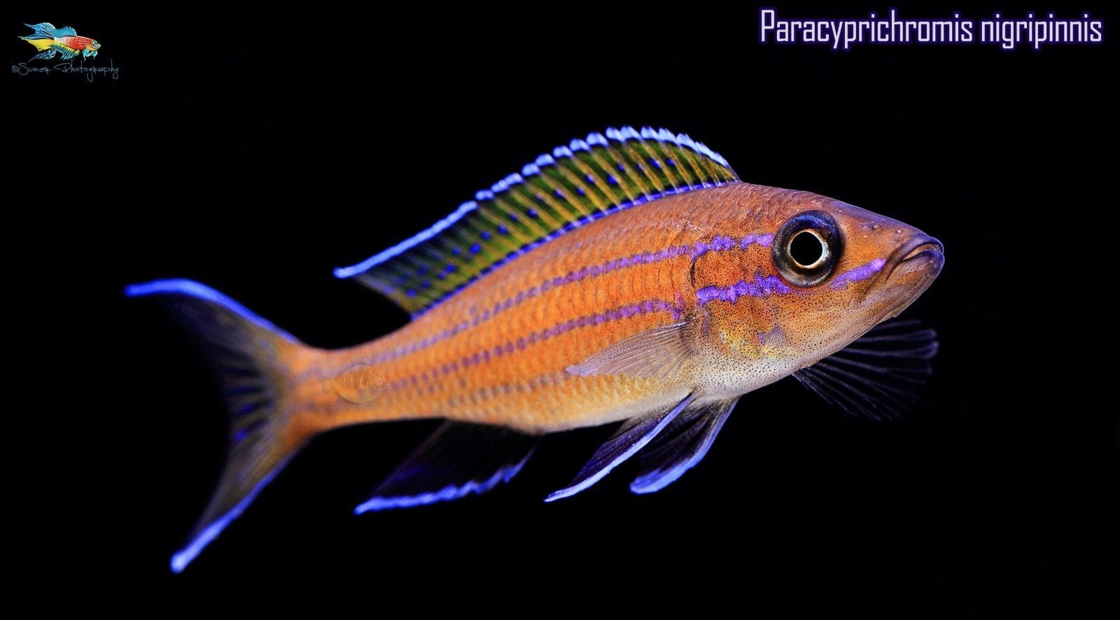 Tanganyika cichliden