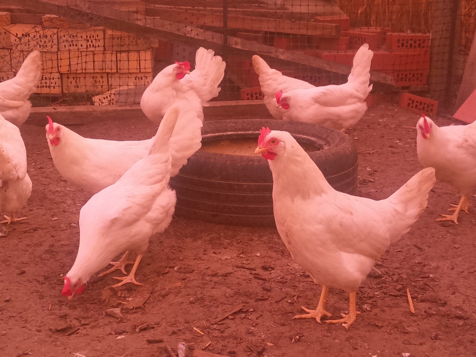 leghennetjes leghorn 12€/stuk, Femelle, Poule ou poulet