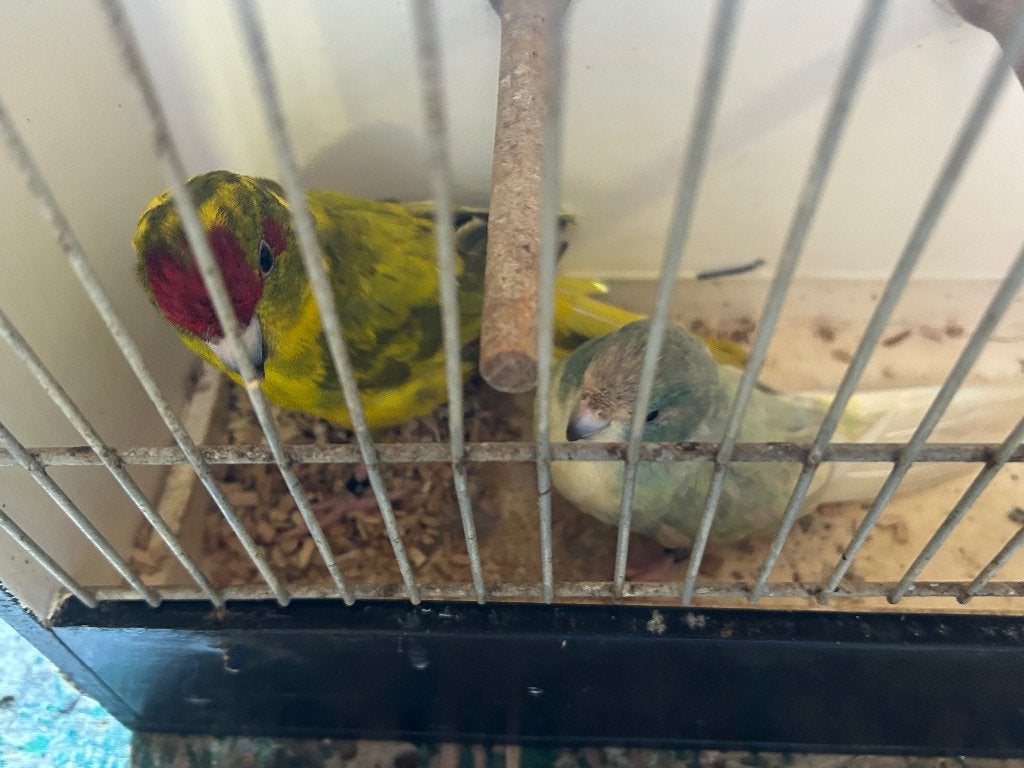 Kakariki koppel gemotteld, Plusieurs animaux, Perruche, Bagué