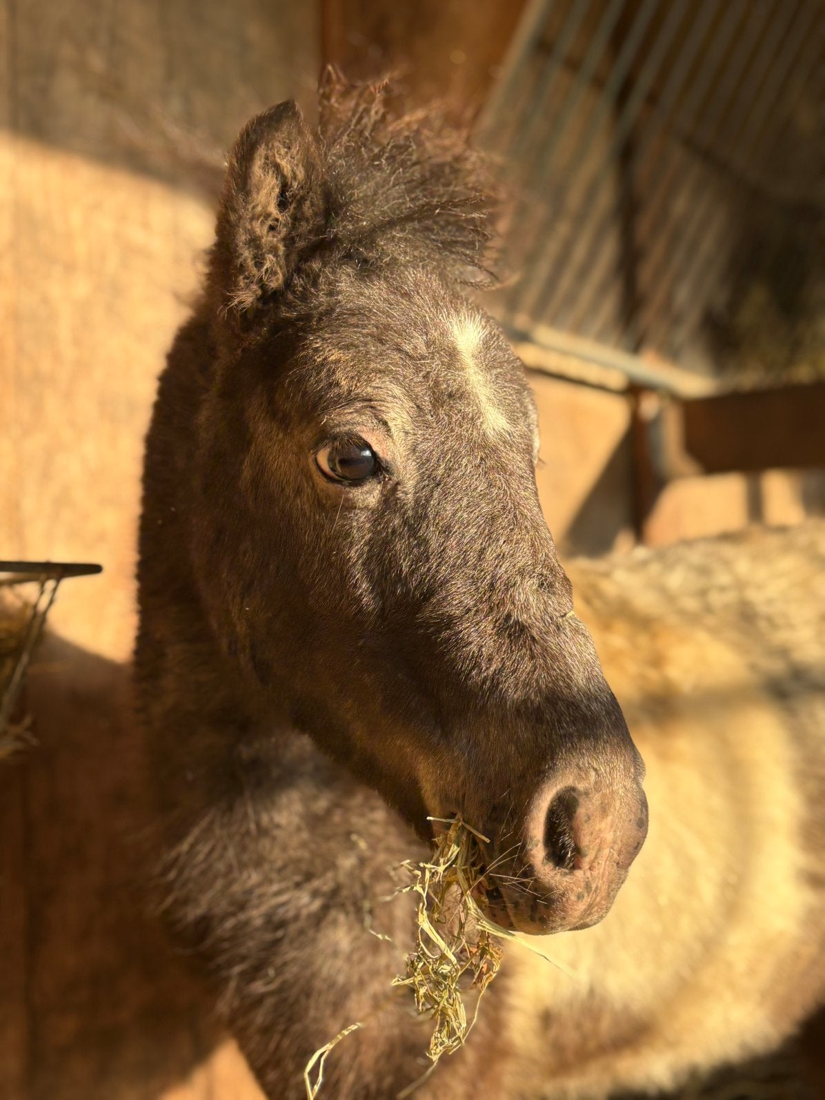 Verzorgpaarden aangeboden, Dieren en Toebehoren, Merrie