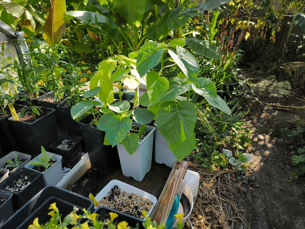 Anna Paulownia Boom super snelle groeier, Tuin en Terras, Planten | Bomen, Ophalen