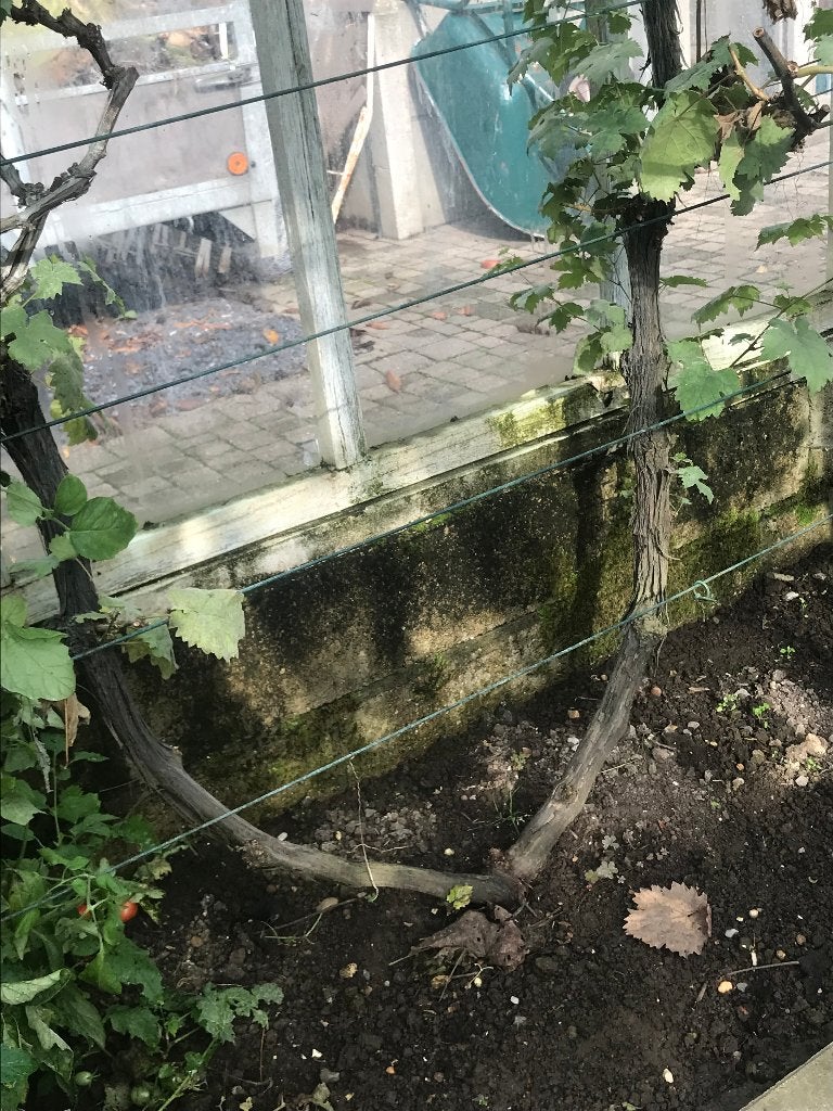 Volwassen druivelaars te koop (16 jaar oud), Ophalen, Overige soorten, Struik, 100 tot 250 cm