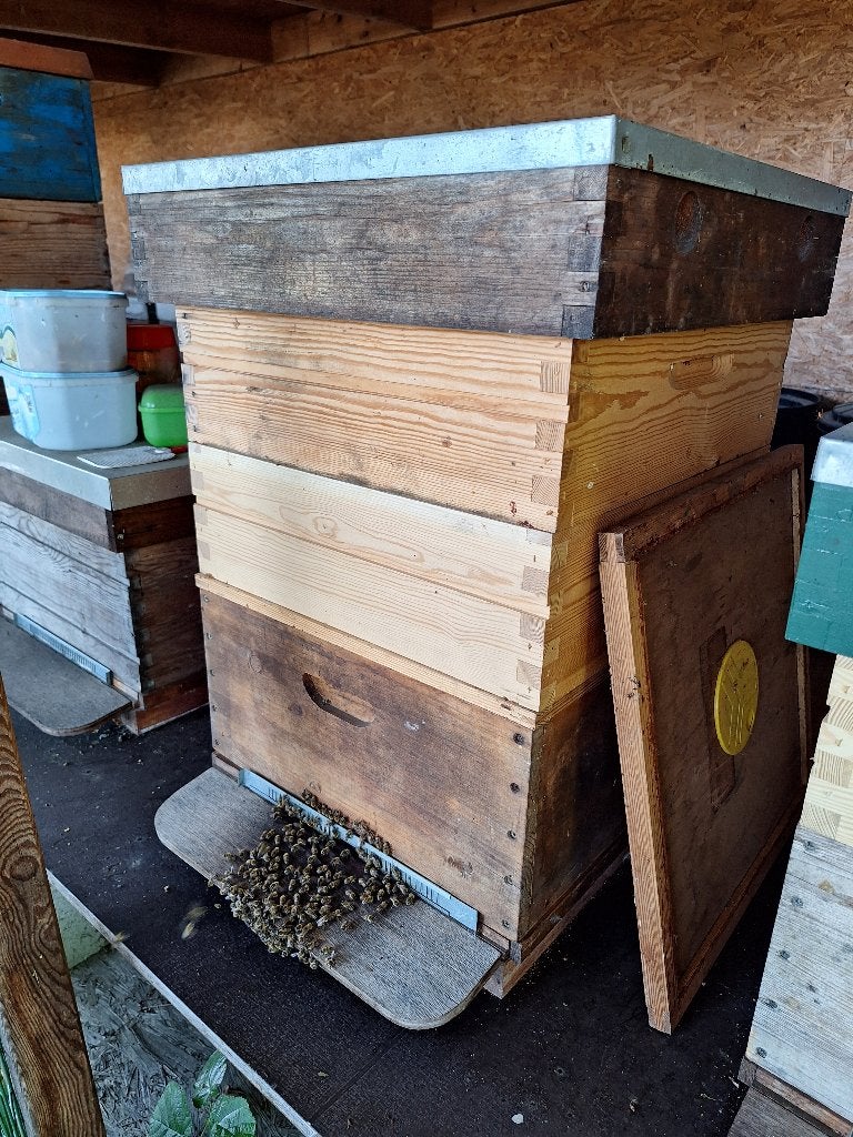 Bijenvolk in Simplexkast, April, Vrouwelijk