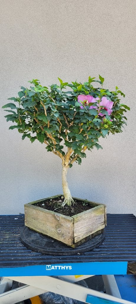 Hibiscus bonsai, Tuin en Terras, Ophalen