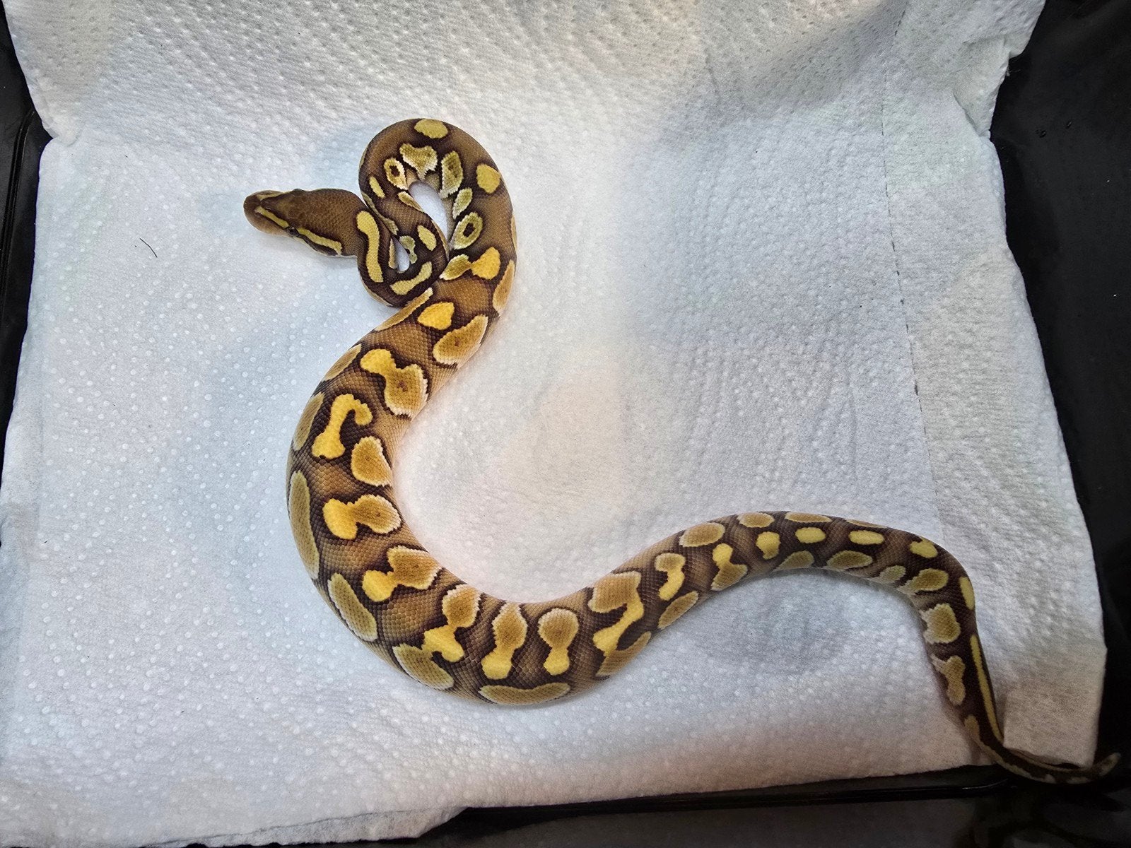 Koningspython (Python regius) – Nederlandse nakweek 2026

O Ball Python photo 3
