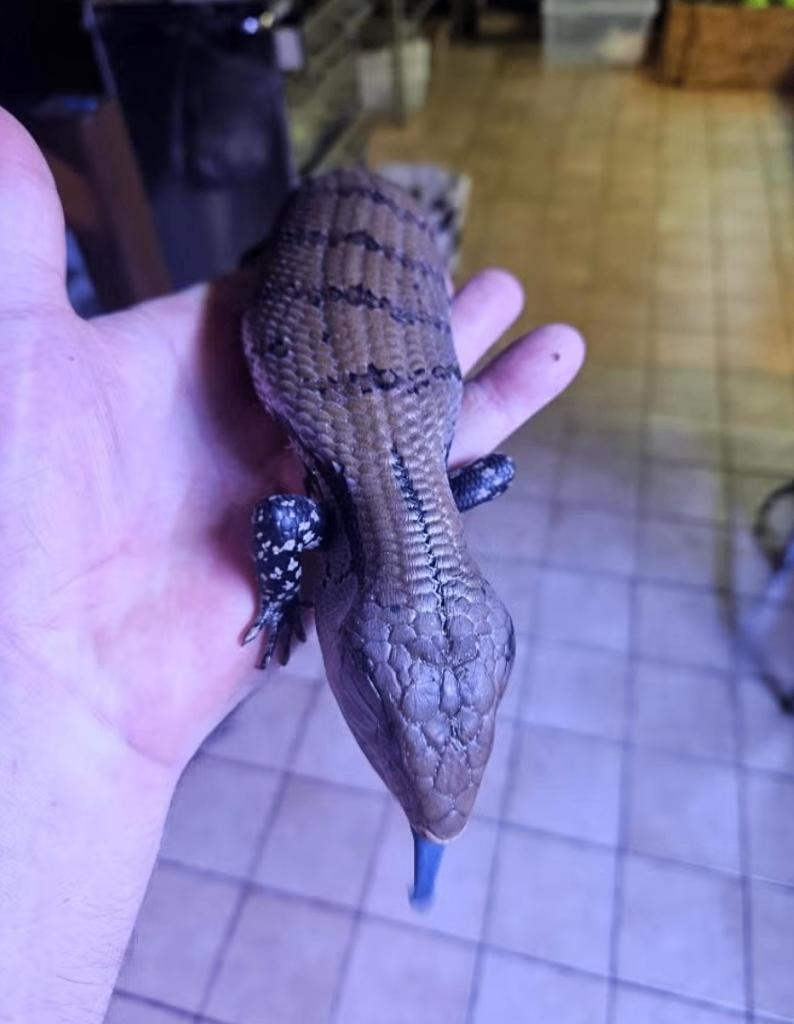 Femelle Tiliqua gigas evanescens 2022, Animaux & Accessoires