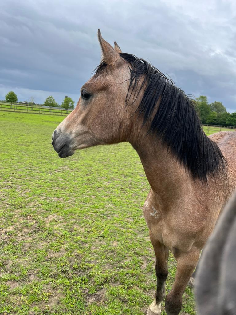 Jaarling veulen, Dieren en Toebehoren, Merrie, Gechipt