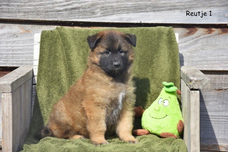 Prachtige Tervurense Herder pups, Animaux & Accessoires, Chiens | Bergers & Bouviers, Plusieurs animaux, Berger, Éleveur | Professionnel